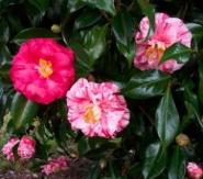 Tricolor Superba Camellia, Camellia japonica 'Tricolor Superba'
